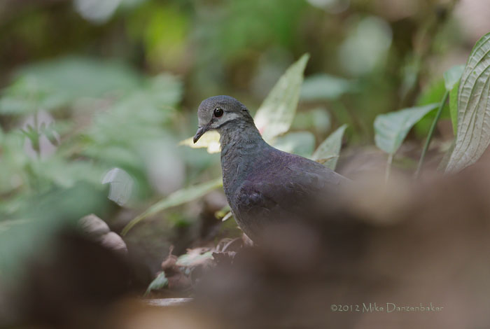 Purplish-backed Quail-Dove (Geotrygon lawrencii) photo image