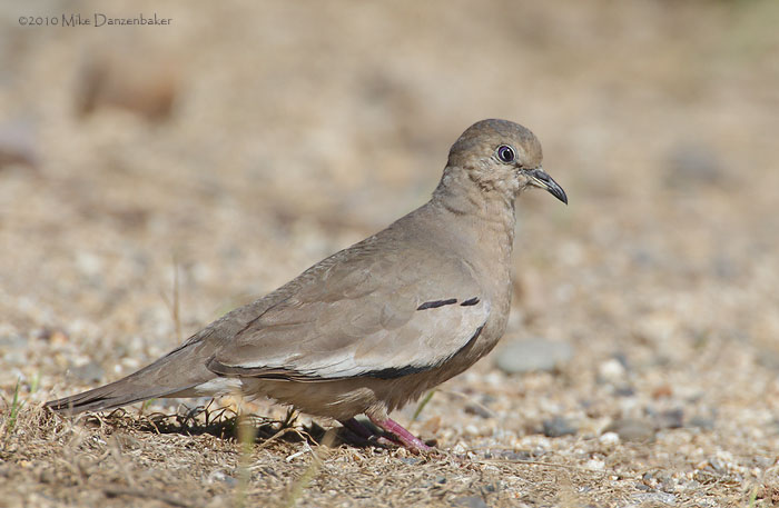 Picui Ground-Dove (Columbina picui) photo