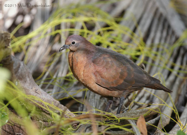 Polynesian Ground Dove (Gallicolumba erythroptera) photo image