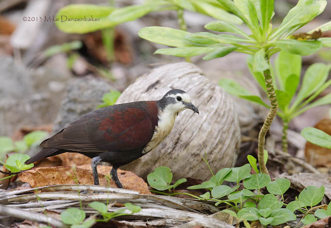 Polynesian Ground Dove (Gallicolumba erythroptera) photo image