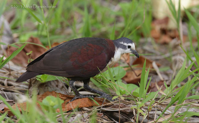 Polynesian Ground Dove (Gallicolumba erythroptera) photo image