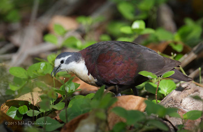 Polynesian Ground Dove (Gallicolumba erythroptera) photo image