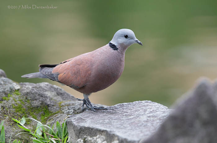 Red Turtle Dove (Streptopelia tranquebarica) photo image