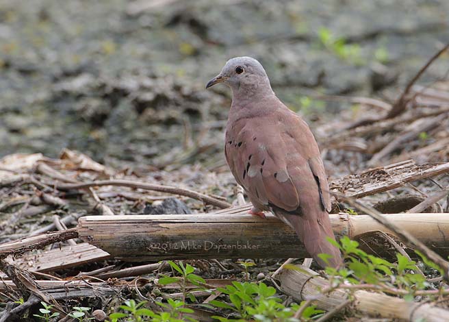 Ruddy Ground Dove (Columbina talpacoti) photo image