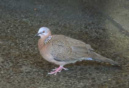 Spotted Dove (Spilopelia chinensis) photo image