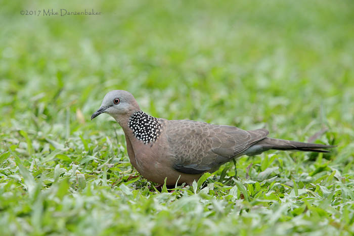 Spotted Dove (Spilopelia chinensis) photo image