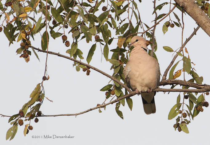 Vinaceous Dove (Streptopelia vinacea) photo image