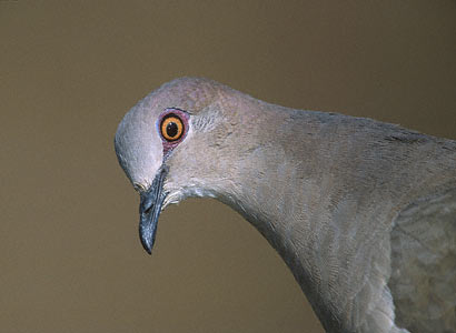 White-tipped Dove (Leptotila verreauxi) photo image