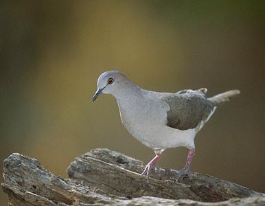 White-tipped Dove (Leptotila verreauxi) photo image