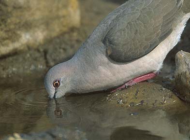 White-tipped Dove (Leptotila verreauxi) photo image