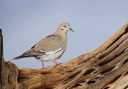 White-winged Dove (Zenaida asiatica) photo