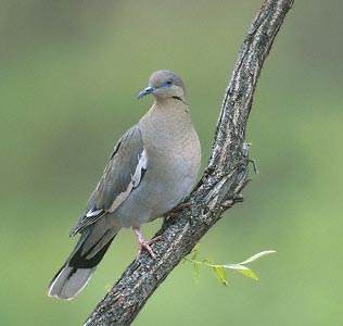 White-winged Dove (Zenaida asiatica) photo image