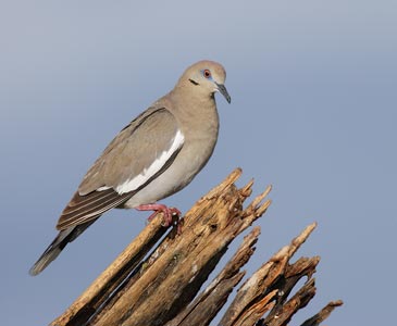 White-winged Dove (Zenaida asiatica) photo