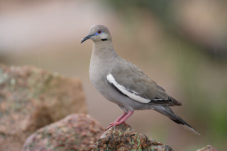 White-winged Dove (Zenaida asiatica) photo