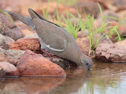White-winged Dove (Zenaida asiatica) photo