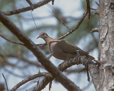 Zenaida Dove (Zenaida aurita) photo image