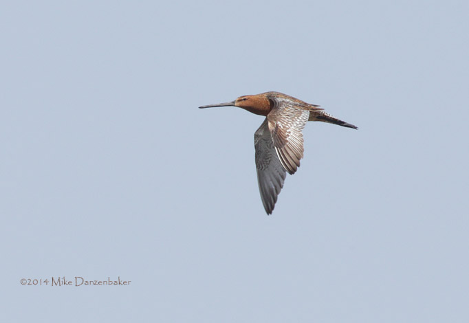 Asian Dowitcher (Limnodromus semipalmatus) photo