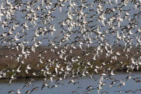 Long-billed Dowitcher (Limnodromus scolopaceus) photo