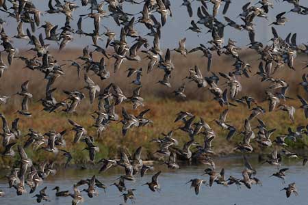 Long-billed Dowitcher (Limnodromus scolopaceus) photo
