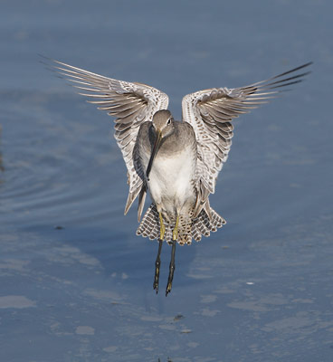 Long-billed Dowitcher (Limnodromus scolopaceus) photo