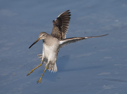 Long-billed Dowitcher (Limnodromus scolopaceus) photo