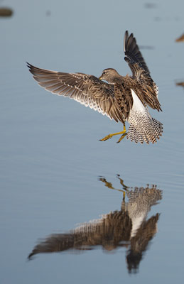 Long-billed Dowitcher (Limnodromus scolopaceus) photo