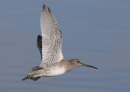 Long-billed Dowitcher (Limnodromus scolopaceus) photo
