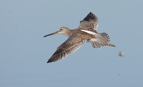 Long-billed Dowitcher (Limnodromus scolopaceus) photo