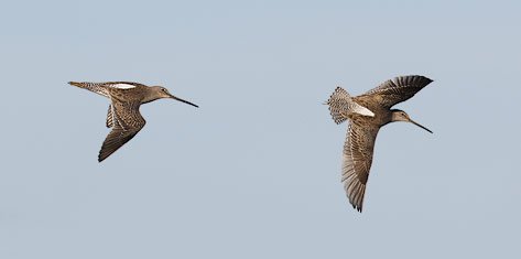 Short-billed Dowitcher (Limnodromus griseus) photo image