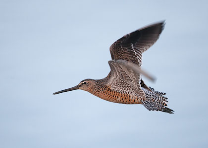 Short-billed Dowitcher (Limnodromus griseus) photo image