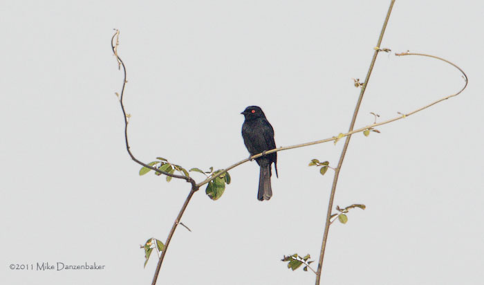 Square-tailed Drongo (Dicrurus ludwigii) photo image