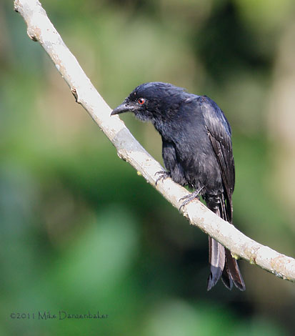 Velvet-mantled Drongo (Dicrurus modestus) photo image