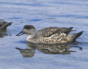 Crested Duck (Lophonetta specularioides) photo image