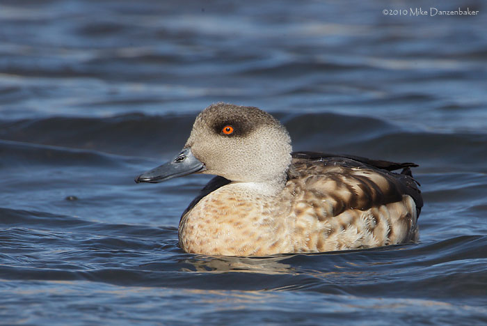 Crested Duck (Lophonetta specularioides) photo image