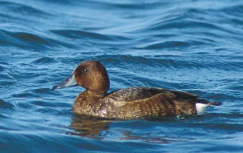 Ferruginous Duck (Aythya nyroca) photo image