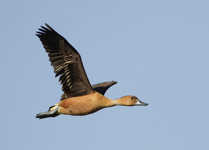 Fulvous Whistling Duck (Dendrocygna bicolor) photo image