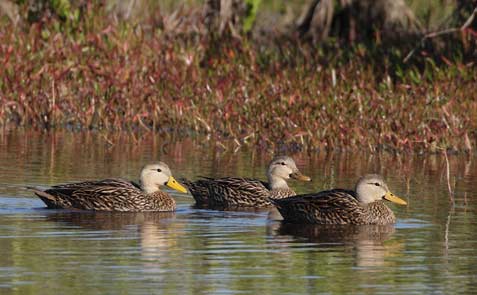 Mottled Duck (Anas fulvigula) photo image