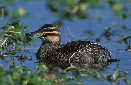 Masked Duck (Nomonyx dominicus) photo image