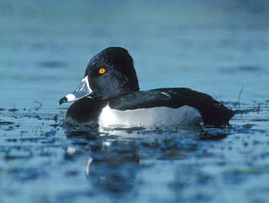 Ring-necked Duck (Aythya collaris) photo image