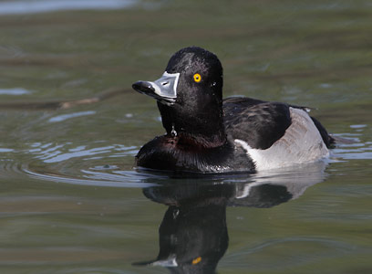 Ring-necked Duck (Aythya collaris) photo image