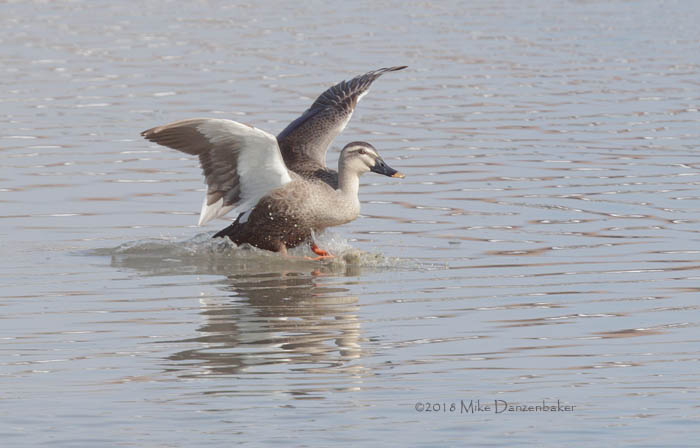 Eastern Spot-billed Duck (Anas zonorhyncha) photo image