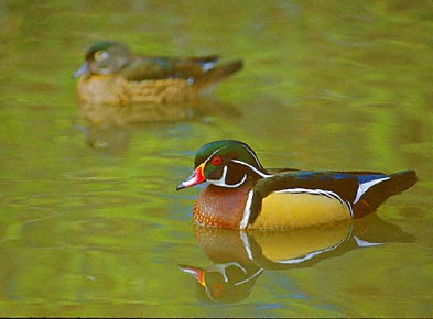 Wood Duck (Aix sponsa) photo image