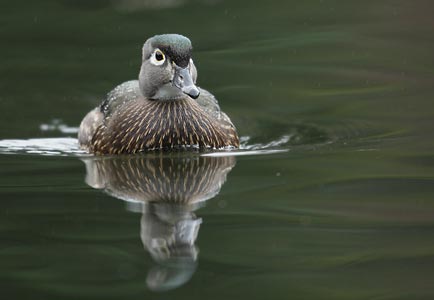 Wood Duck (Aix sponsa) photo image