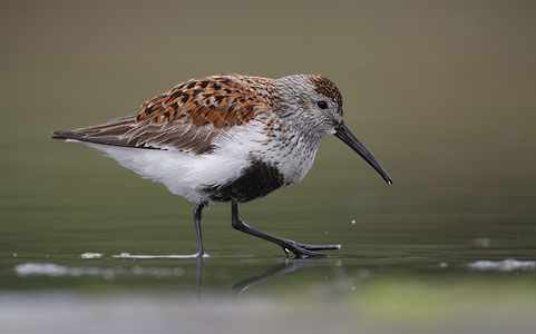 Dunlin (Calidris alpina) photo