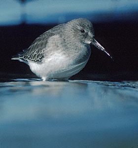 Dunlin (Calidris alpina) photo image