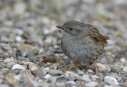 Dunnock (Prunella modularis) photo image