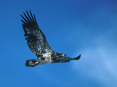 Bald Eagle (Haliaeetus leucocephalus) photo image