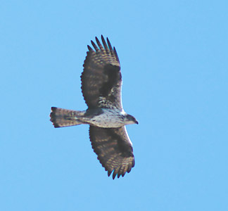 Bonelli's Eagle (Aquila fasciata) photo image