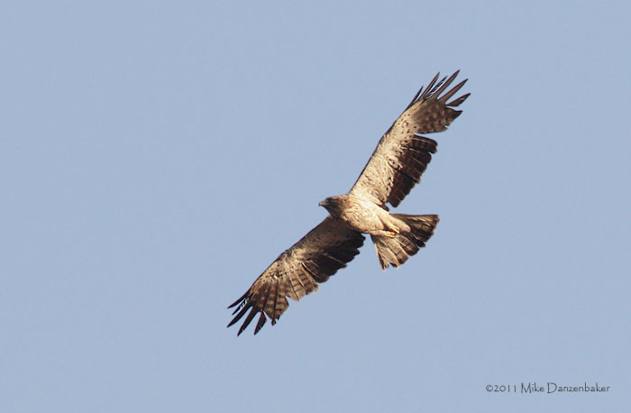 Booted Eagle (Hieraaetus pennatus) photo image
