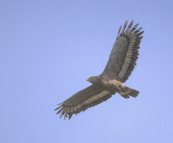 Crested Serpent Eagle (Spilornis cheela) photo image